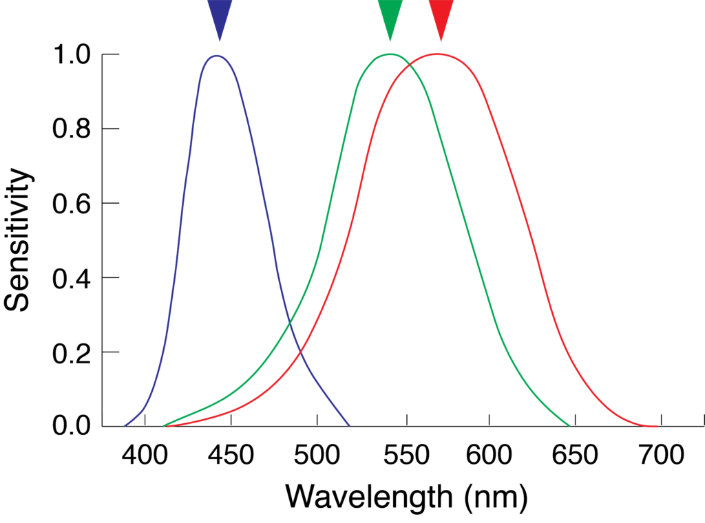 cone absorption spectra