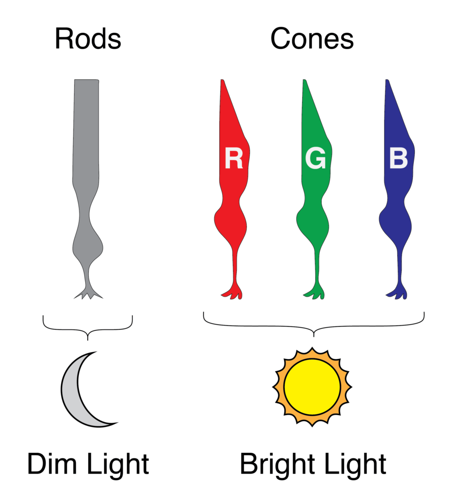 rods and cones